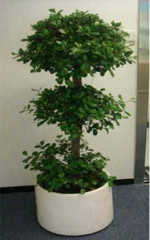 辦公室裝修大型綠植擺放 金錢(qián)榕（又名搖錢(qián)樹(shù)）