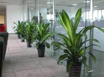 北京總經(jīng)理辦公室綠植該怎樣擺放設(shè)計(jì)？