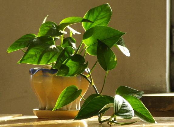 北京辦公室裝修后綠植擺放講究？